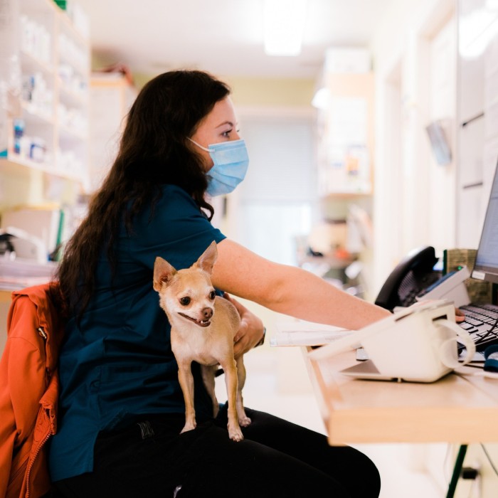 Mechanicsville, VA 23116 Veterinary Jobs | Hanover Animal Hospital
