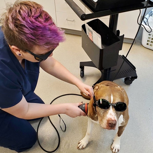 Pet Laser Therapy service image
