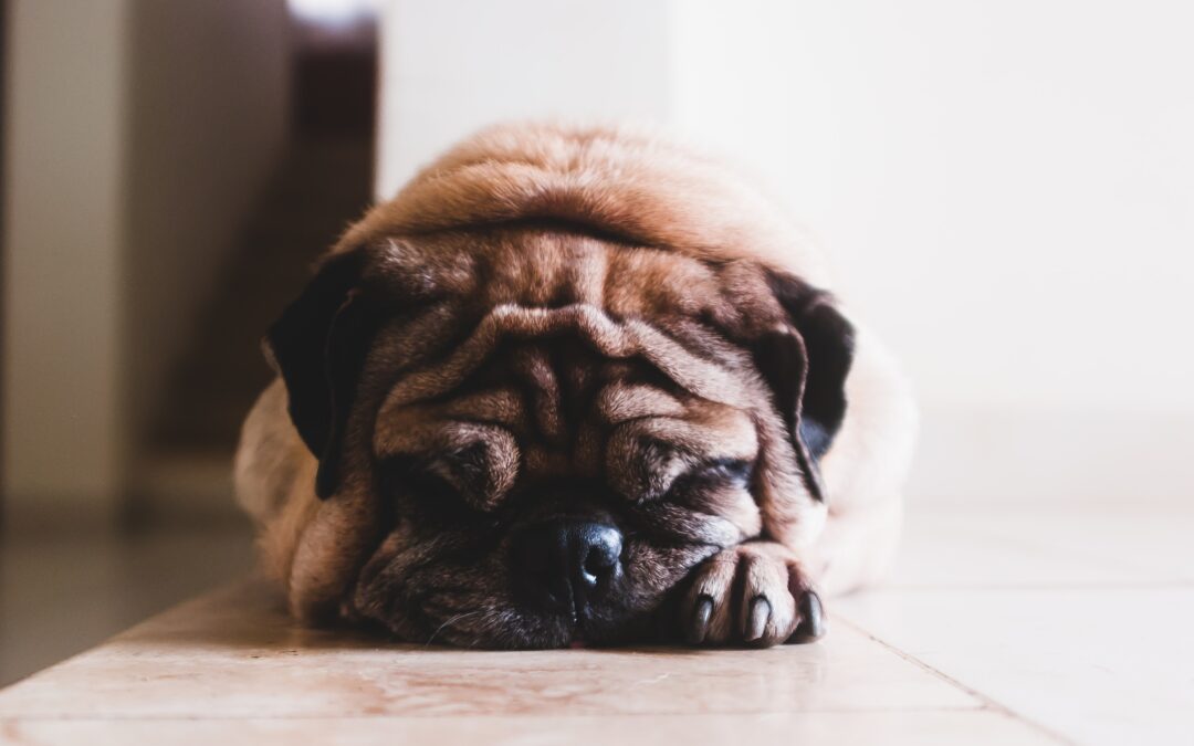 Is Your Pet Battling the Bulge? Insights for National Pet Obesity Day
